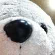 まめゴマあざらし