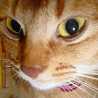lilynon