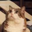 ねこのまんま！