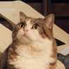 ねこのまんま！