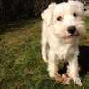 madeaux