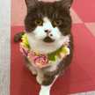 ちびねこぽんた