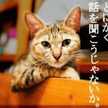 ポロメリア