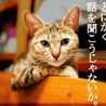ポロメリア