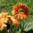 sweet pumpkin