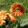 sweet pumpkin