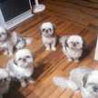 ♡ShihTzu♡
