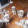 ♡ShihTzu♡