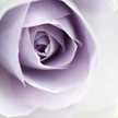 rosek