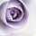 rosek