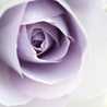rosek