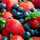 ＋berry＋