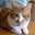 もんぷちねこ