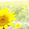 asary11111