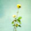 iwashi