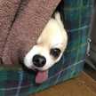 チワワのみたらし君