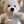 ＠すぃえる