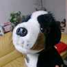 PanDomo