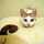 三毛猫ゆうな 三毛猫ゆうな