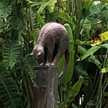 Lizlizard