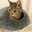 Kaede_cat