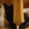 くろねこかーさん