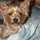 meana