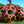 yumi_ton