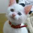 Sora猫