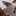 猫のミイヤ 猫のミイヤ