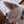 猫のミイヤ