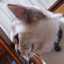 猫のミイヤ