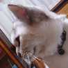 猫のミイヤ