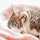 おふとんにゃんこ