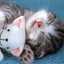meow-meow