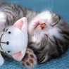 meow-meow