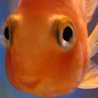 g0ldfish