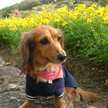 wanwandog
