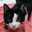 野良猫ぉ