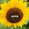 AKINA88