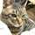猫又りん