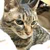 猫又りん