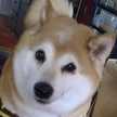 むささびみい