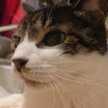 marukocat