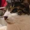 marukocat