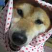 さくらもちよ