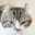 RKcat