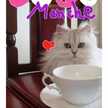 CafeManche