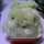 もことも もことも