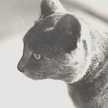 blackcatxiii2002